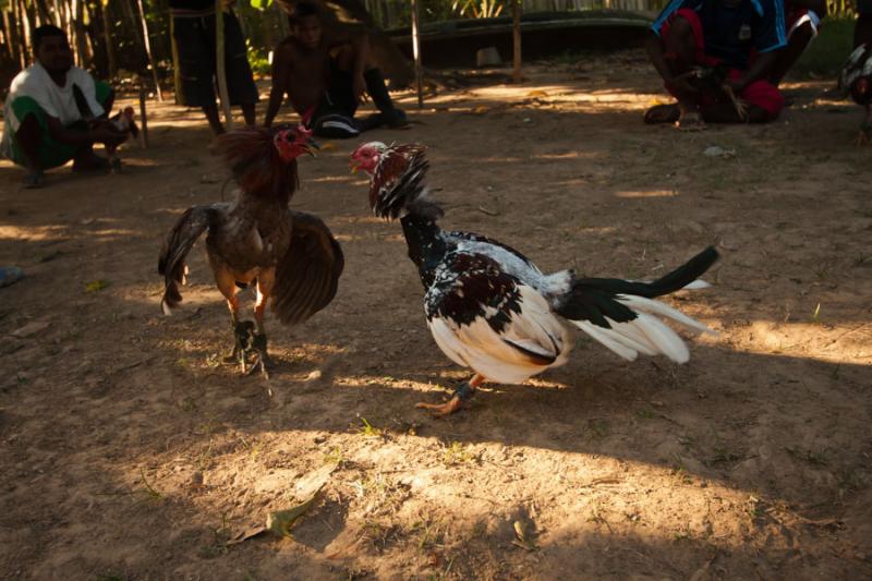 Pelea de Gallos, Isla Fuerte, Bolivar, Cartagena, ...