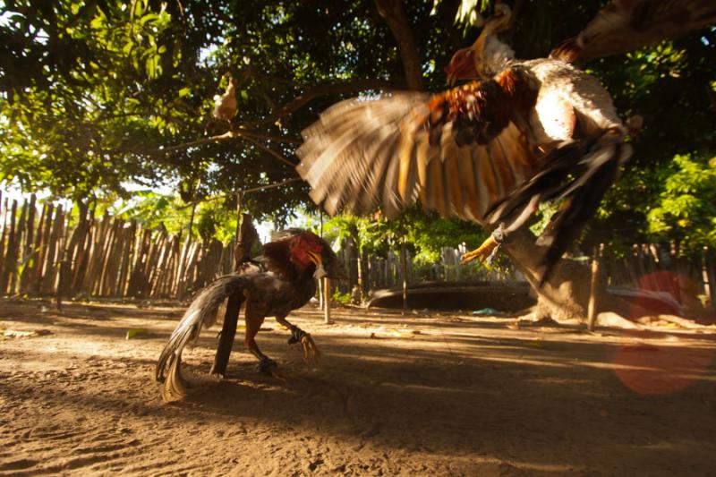 Pelea de Gallos, Isla Fuerte, Bolivar, Cartagena, ...