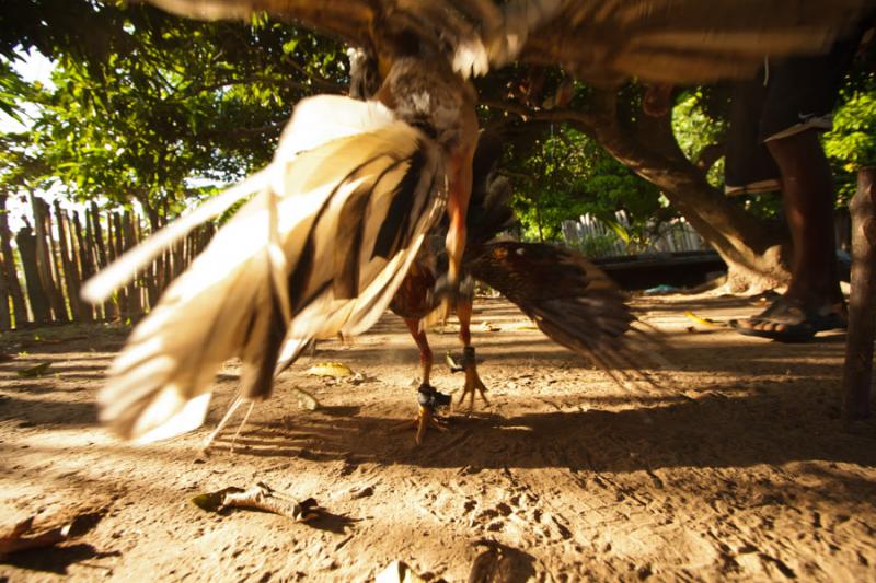 Pelea de Gallos, Isla Fuerte, Bolivar, Cartagena, ...