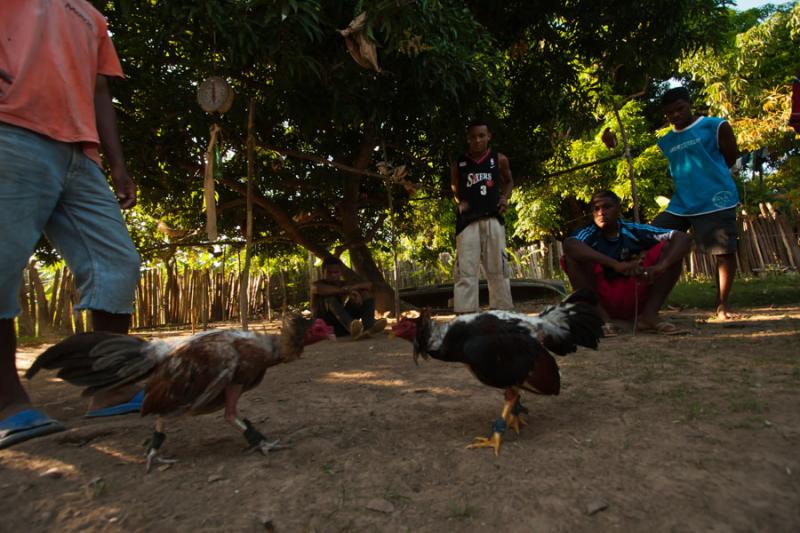 Pelea de Gallos, Isla Fuerte, Bolivar, Cartagena, ...