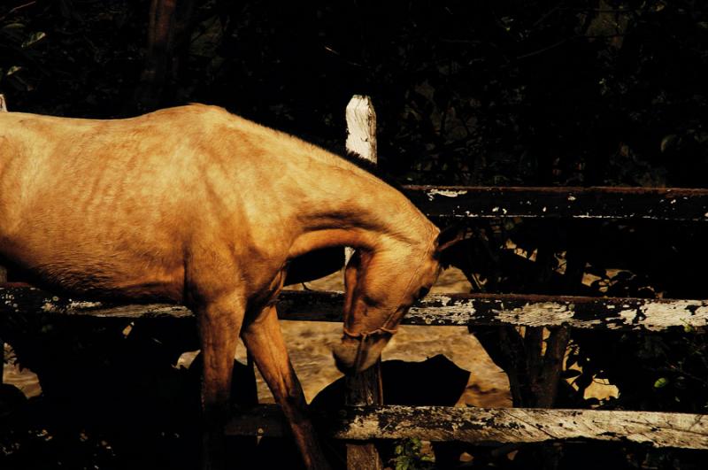 Caballo en el Campo