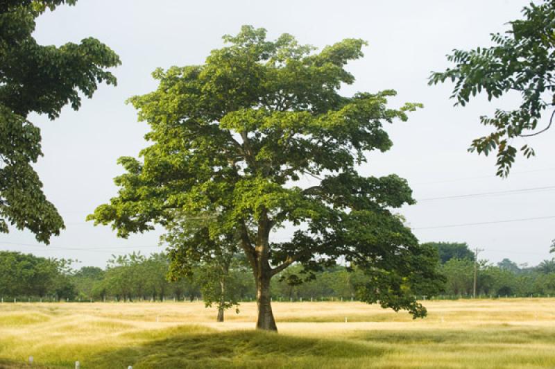 Arbol en el Campo, Valledupar, Cesar, Colombia