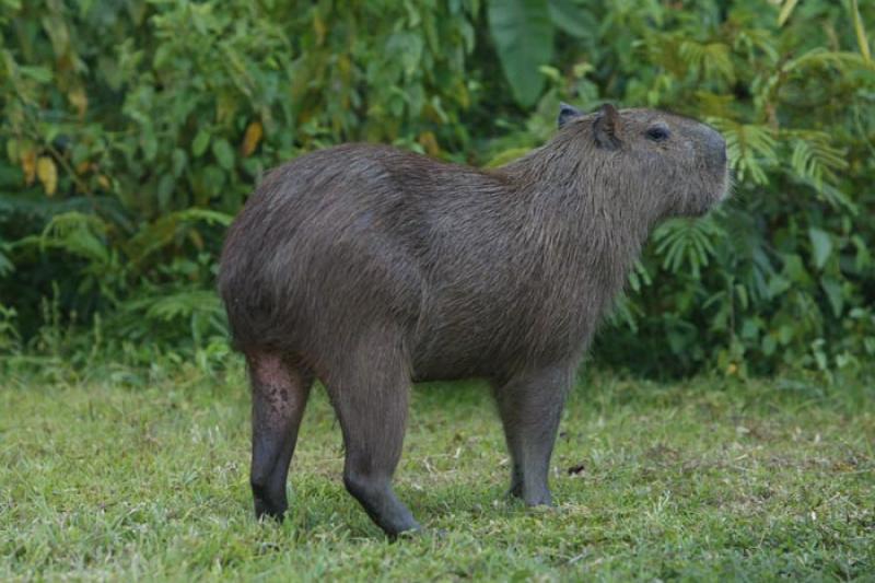 Chiguiro en Montelibano, Cordoba, Colombia