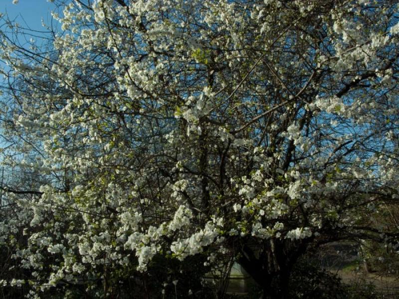 Arboles en Primavera, Londres, Reino Unido, Gran B...