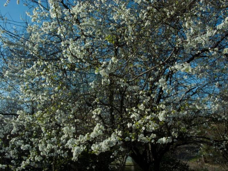 Arboles en Primavera, Londres, Reino Unido, Gran B...