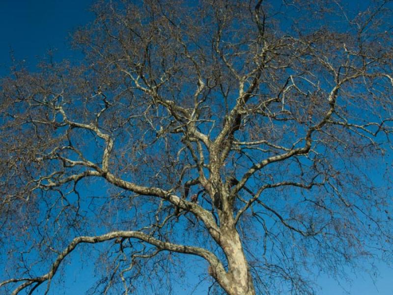 Arboles en OtoÃ±o, Paris, Francia, Europa