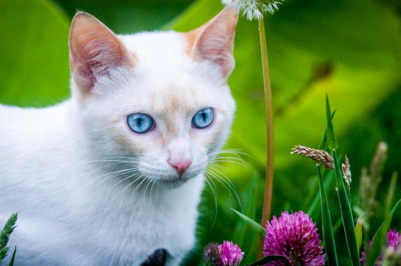 Gato en el Campo