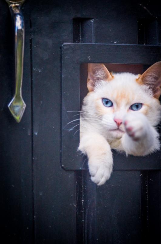 Gato en una Puerta