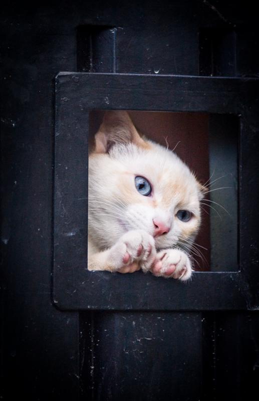 Gato en una Puerta