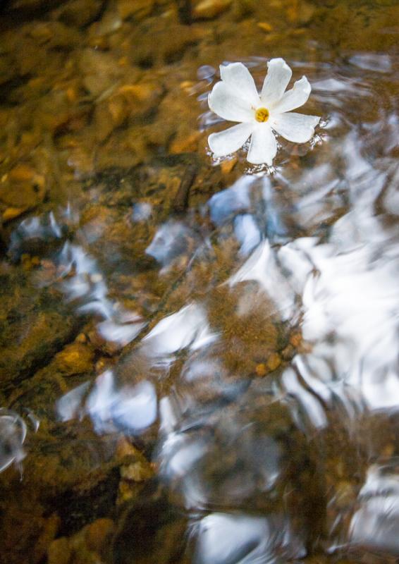 Cosmos bipinnatus