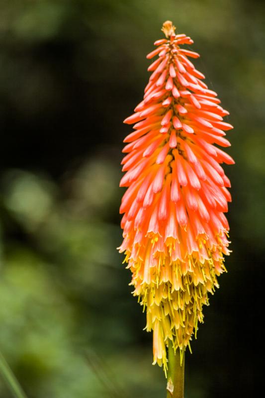 Kniphofia uvaria