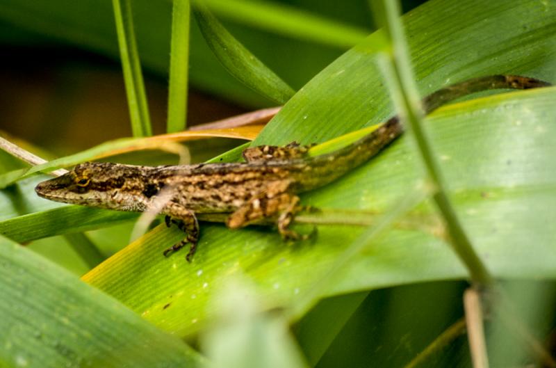 Lagarto Anole