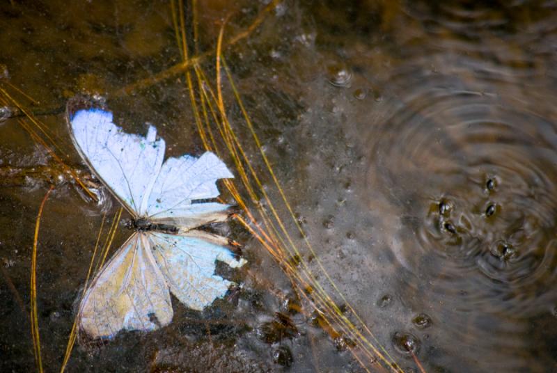 Mariposa en el Agua