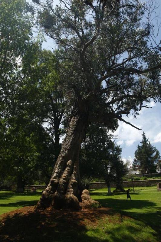 Jardin de los Olivos, Tzintzuntzan, Michoacan, Mor...