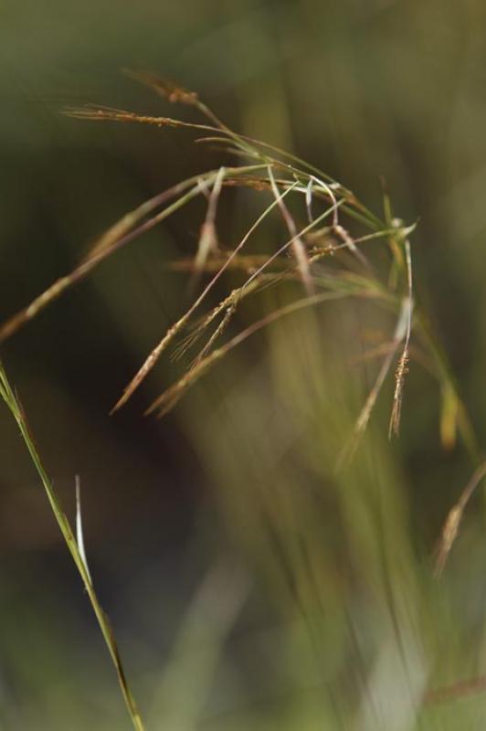 Detalle de una Hoja