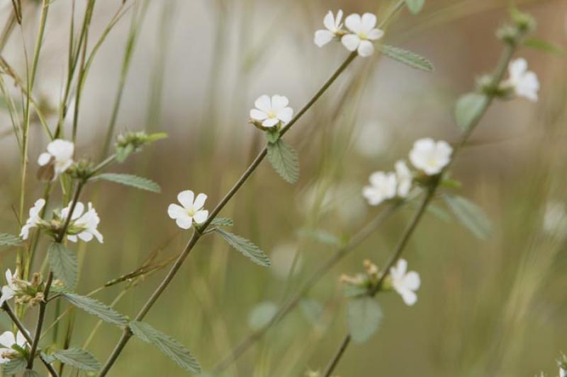 Flores Silvestres en el Campo