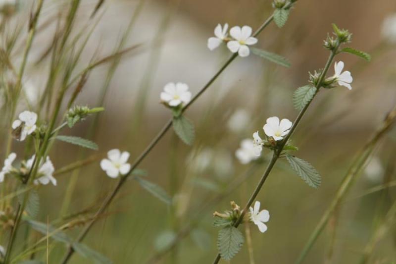 Flores Silvestres en el Campo