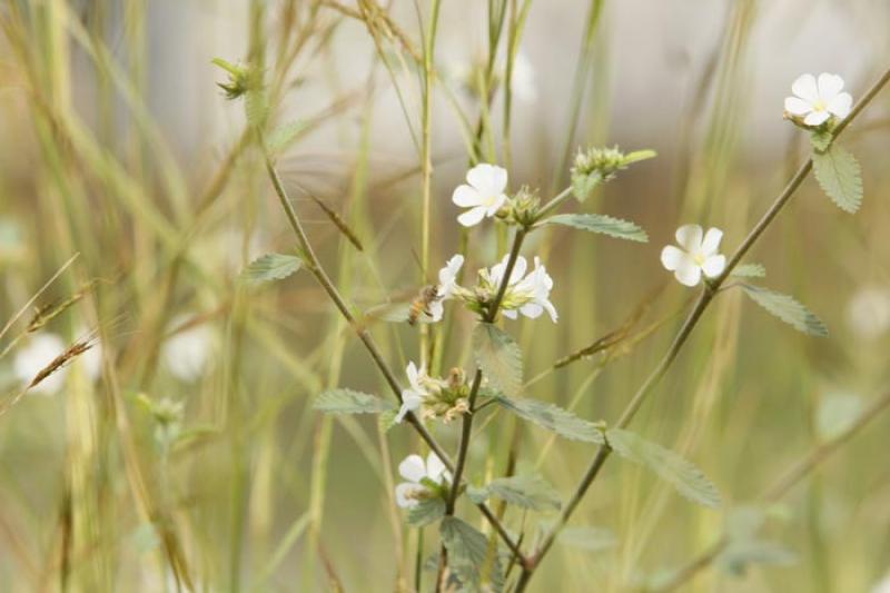 Flores Silvestres en el Campo