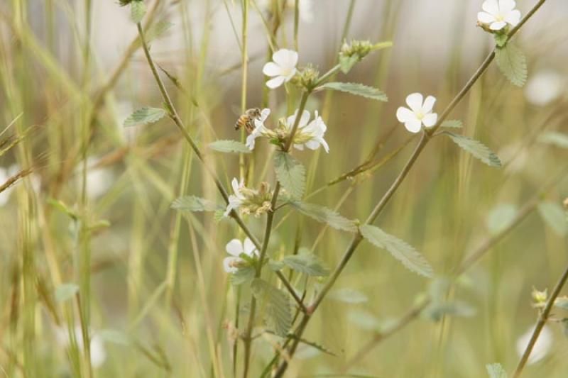 Flores Silvestres en el Campo