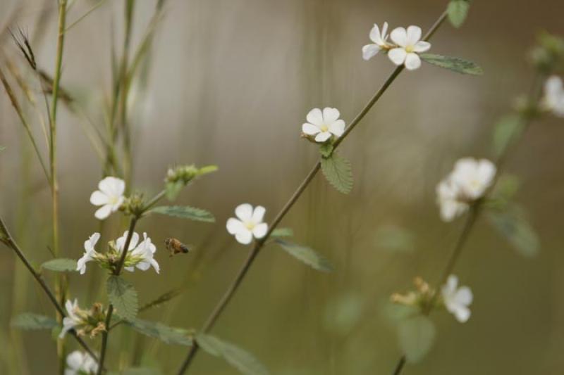 Flores Silvestres en el Campo