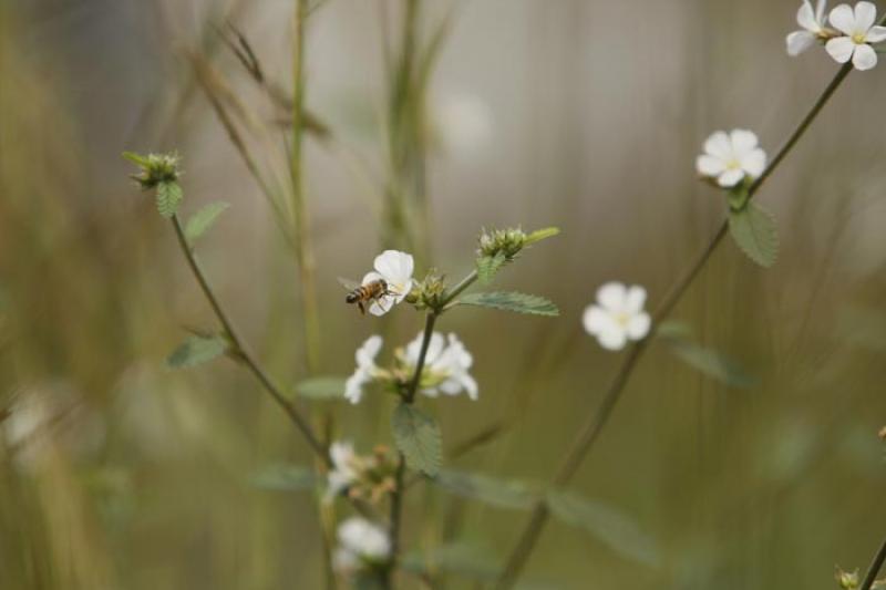 Flores Silvestres en el Campo