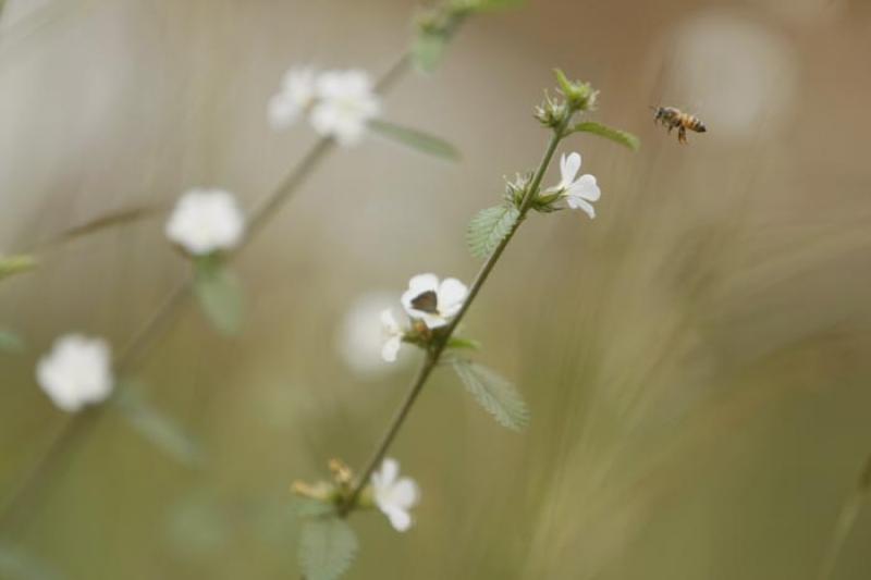 Flores Silvestres en el Campo