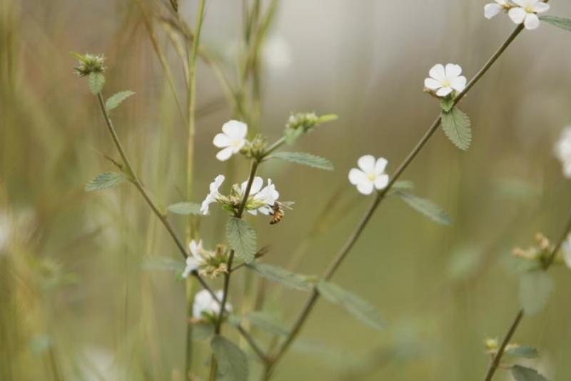 Flores Silvestres en el Campo