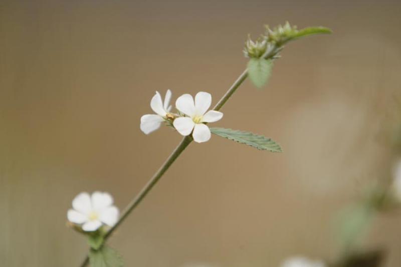 Flores Silvestres en el Campo