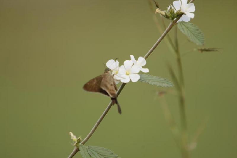 Mariposa sobre una Flor