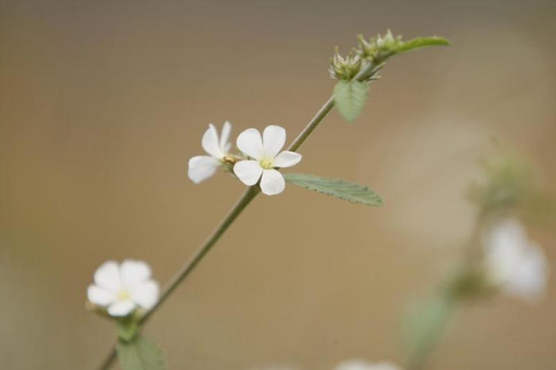 Flores Silvestres en el Campo