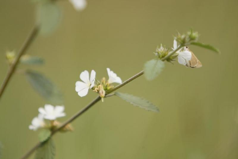 Flores Silvestres en el Campo