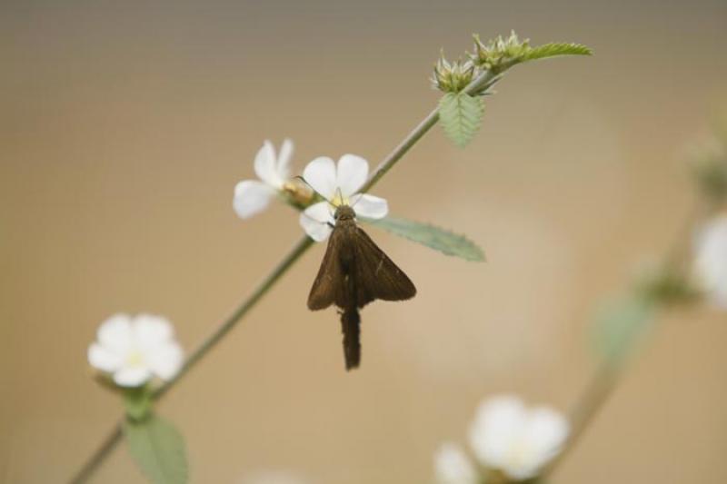 Mariposa sobre una Flor