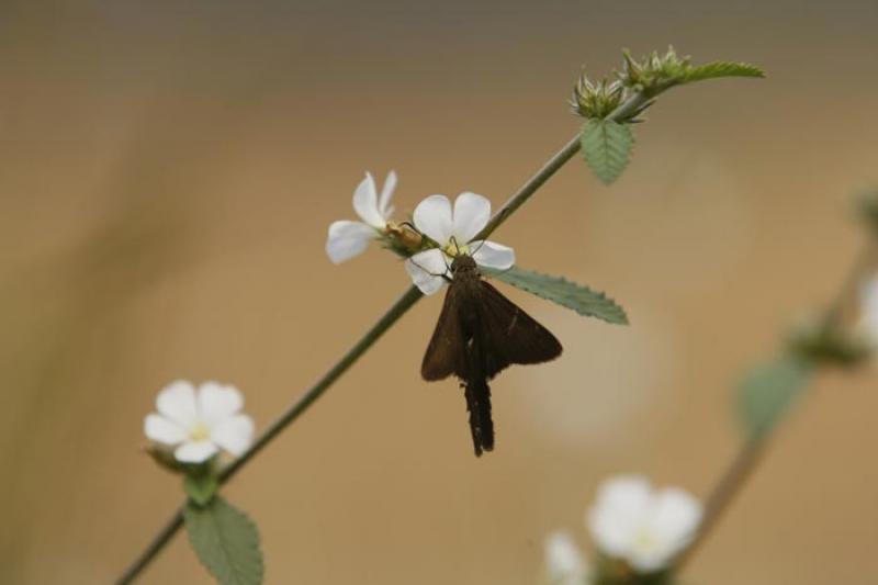 Mariposa sobre una Flor