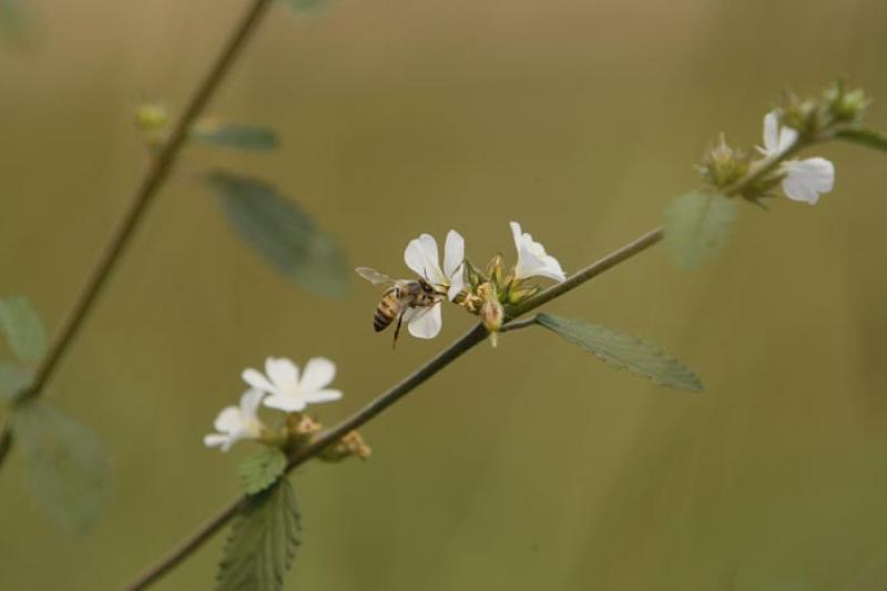 Abeja sobre una Flor