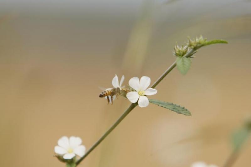 Abeja sobre una Flor