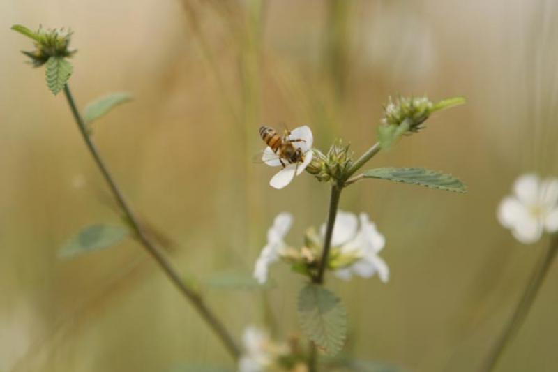 Abeja sobre una Flor