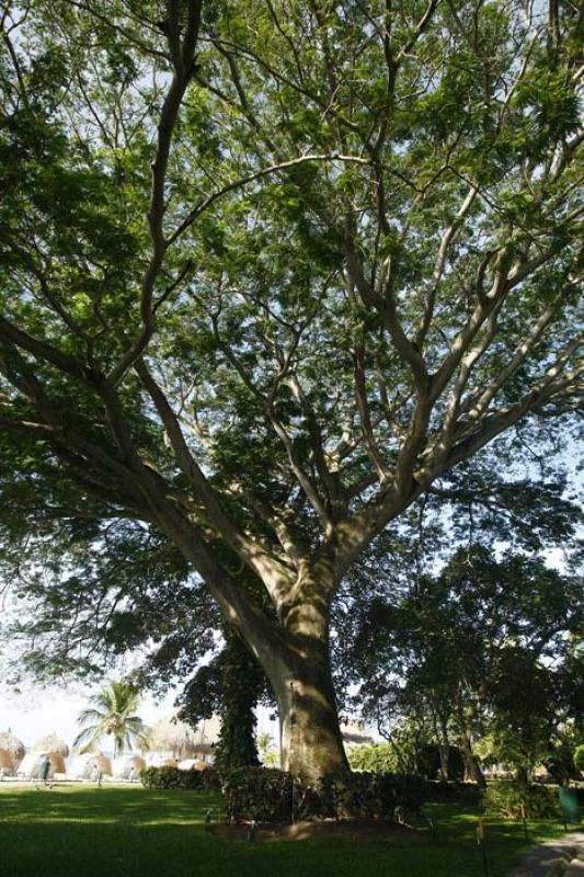 Arbol en Panama, America Central