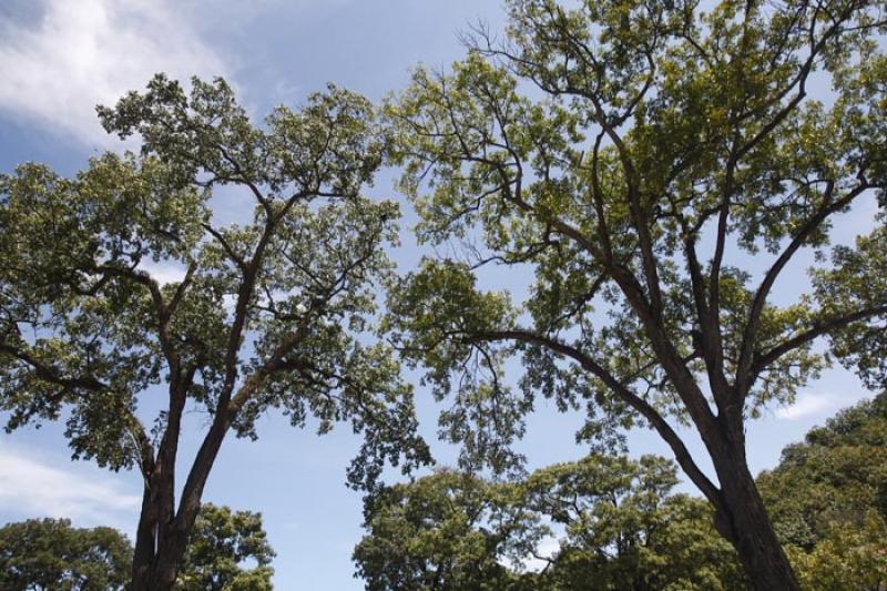 Arboles en Panama, America Central