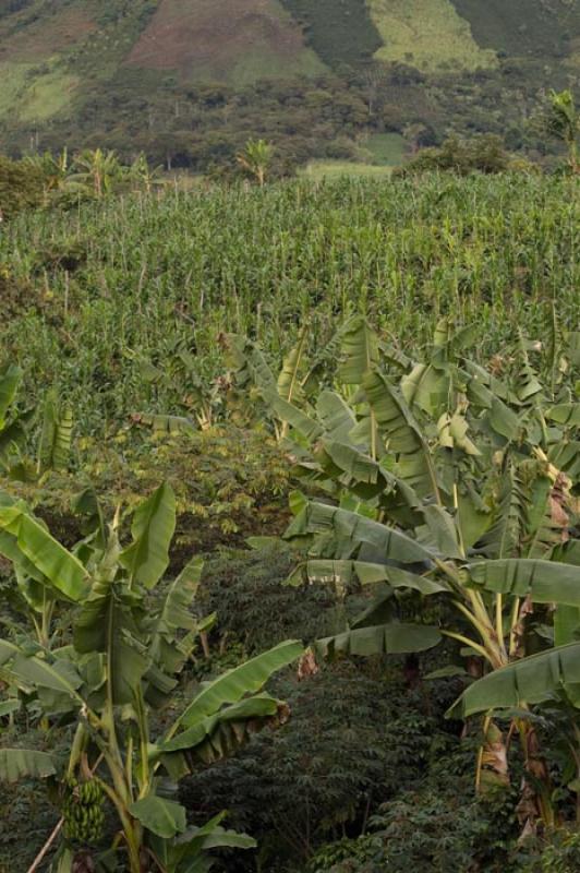 Platanera en Huila, Neiva, Colombia