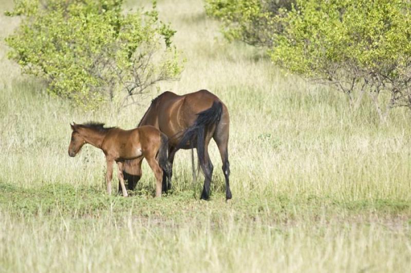 Caballos en el Campo