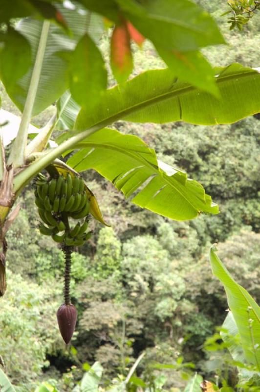 Cultivo de Platano, Huila, Neiva, Colombia