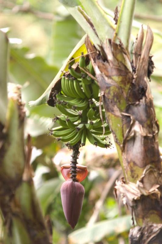 Cultivo de Platano, Huila, Neiva, Colombia