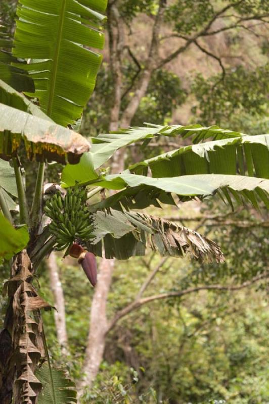 Cultivo de Platano, Huila, Neiva, Colombia