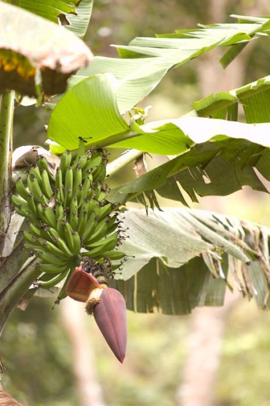 Cultivo de Platano, Huila, Neiva, Colombia