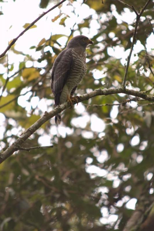 Halcon Peregrino