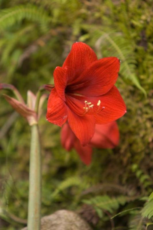 Hippeastrum vittatum