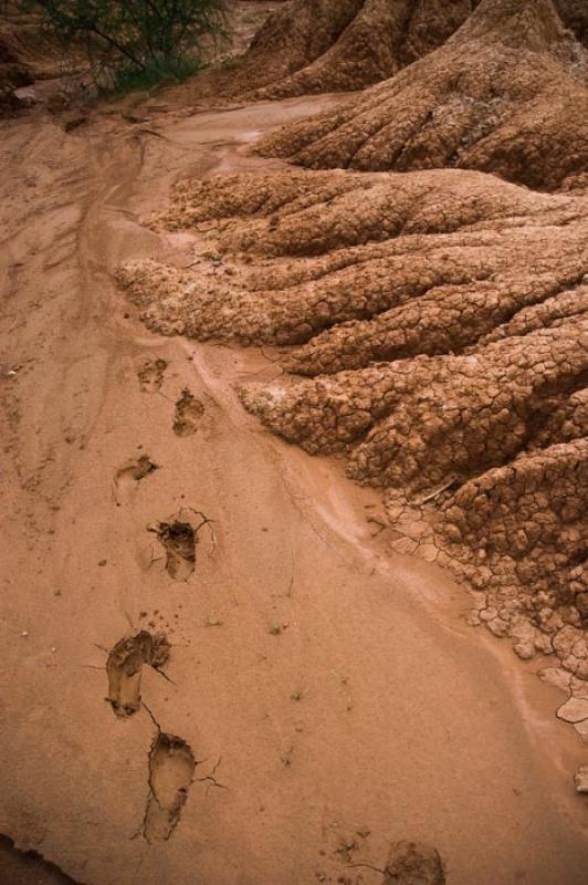 Huella en el Desierto de la Tatacoa, Huila, Neiva,...