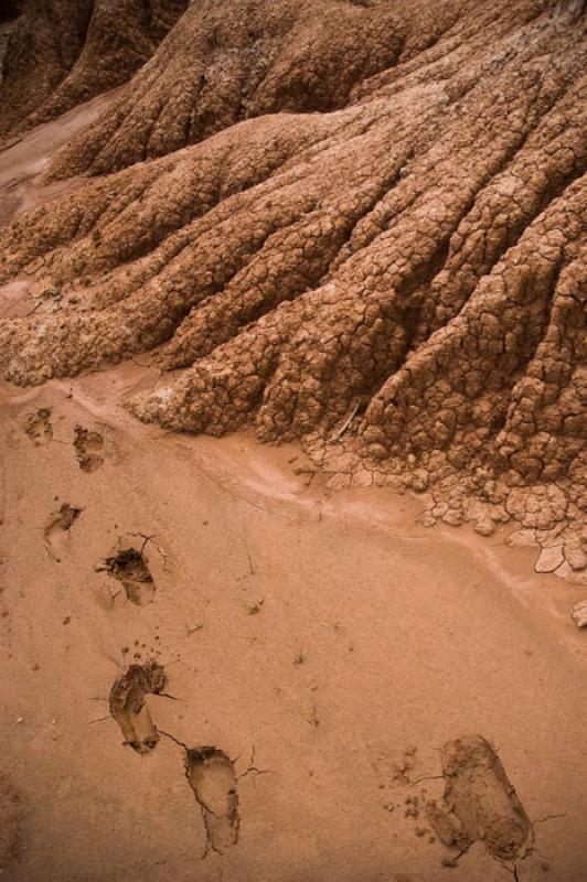 Huella en el Desierto de la Tatacoa, Huila, Neiva,...