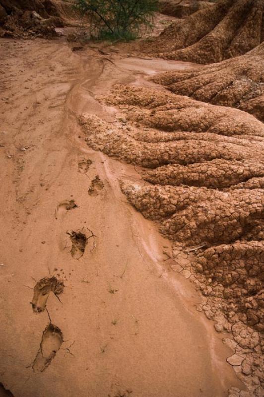 Huella en el Desierto de la Tatacoa, Huila, Neiva,...