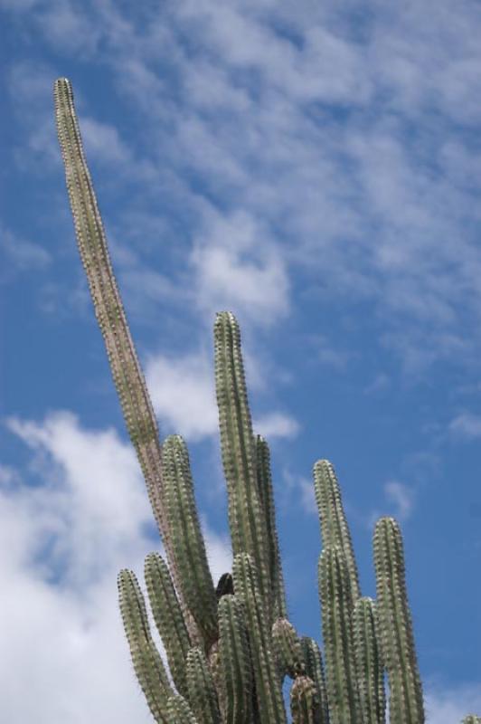 Cactus 